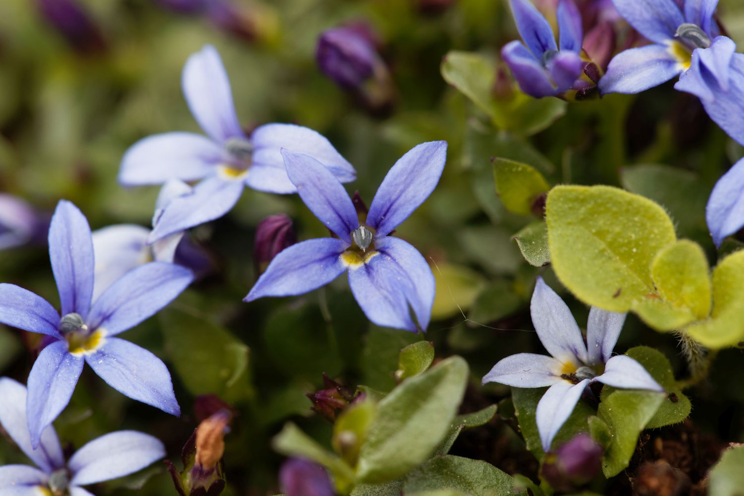 Blue Star Flower, Isotoma fluviatilis