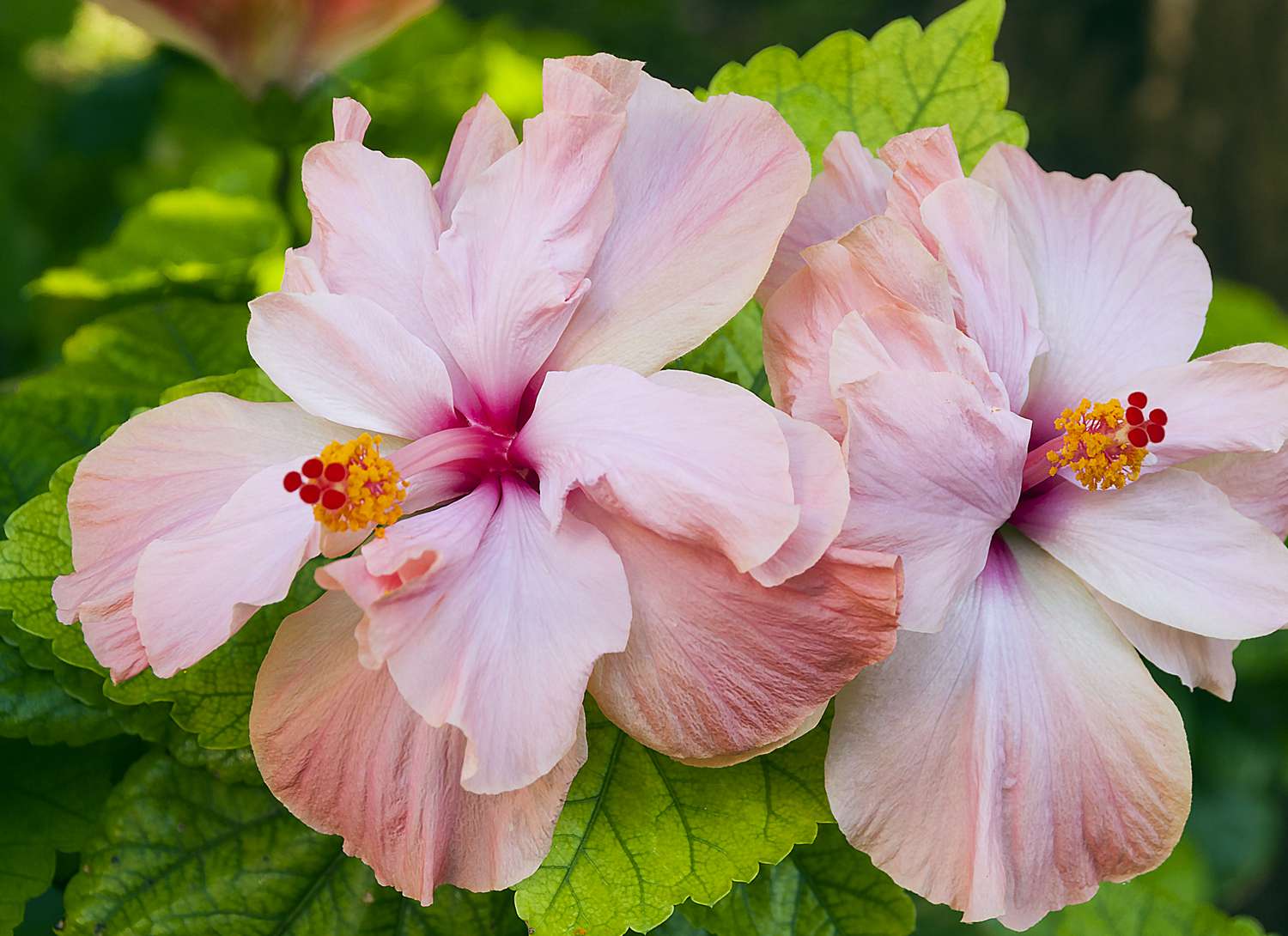 close up of two hibiscus blooms in pale blush color