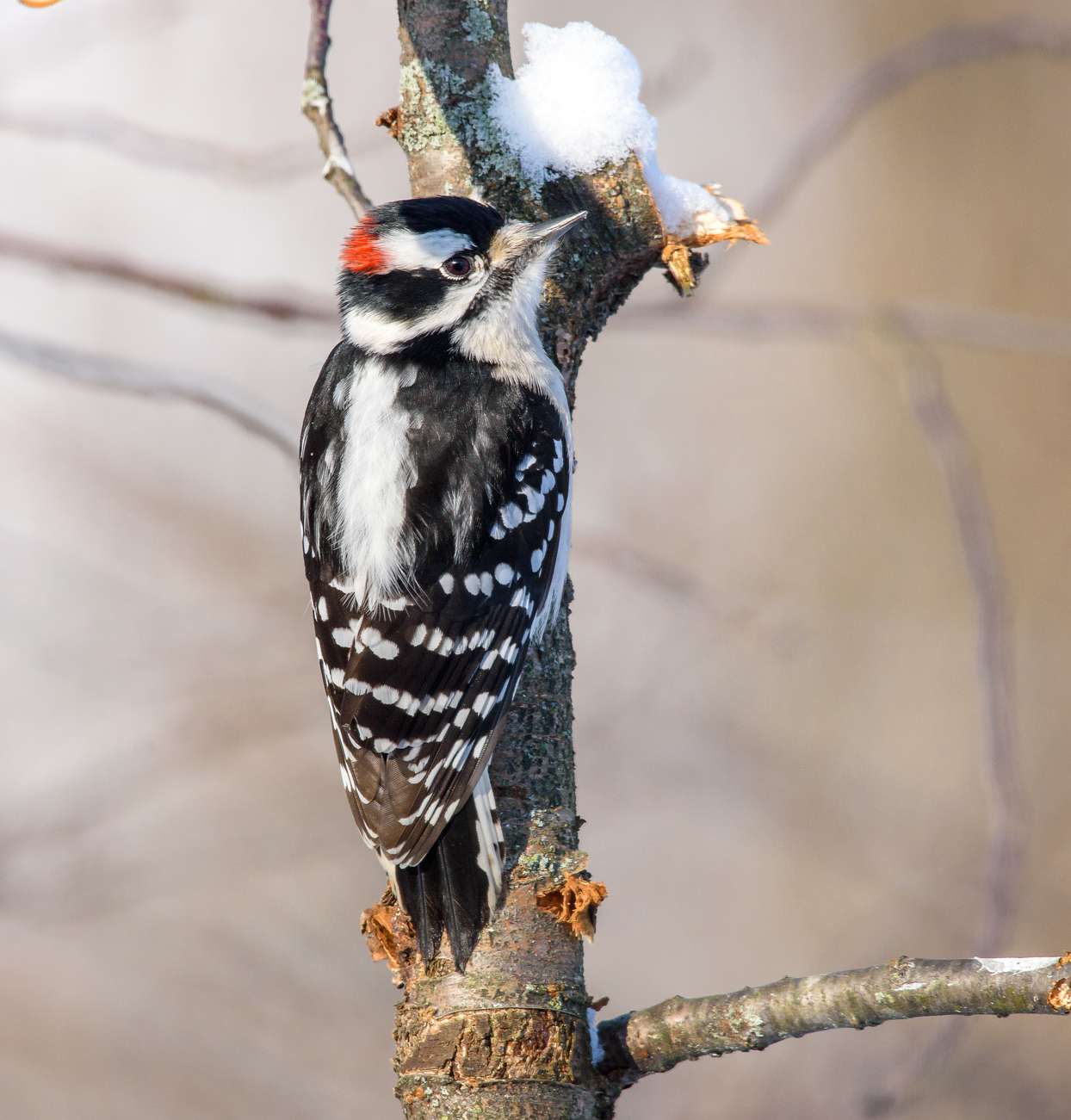 downy woodpecker bird