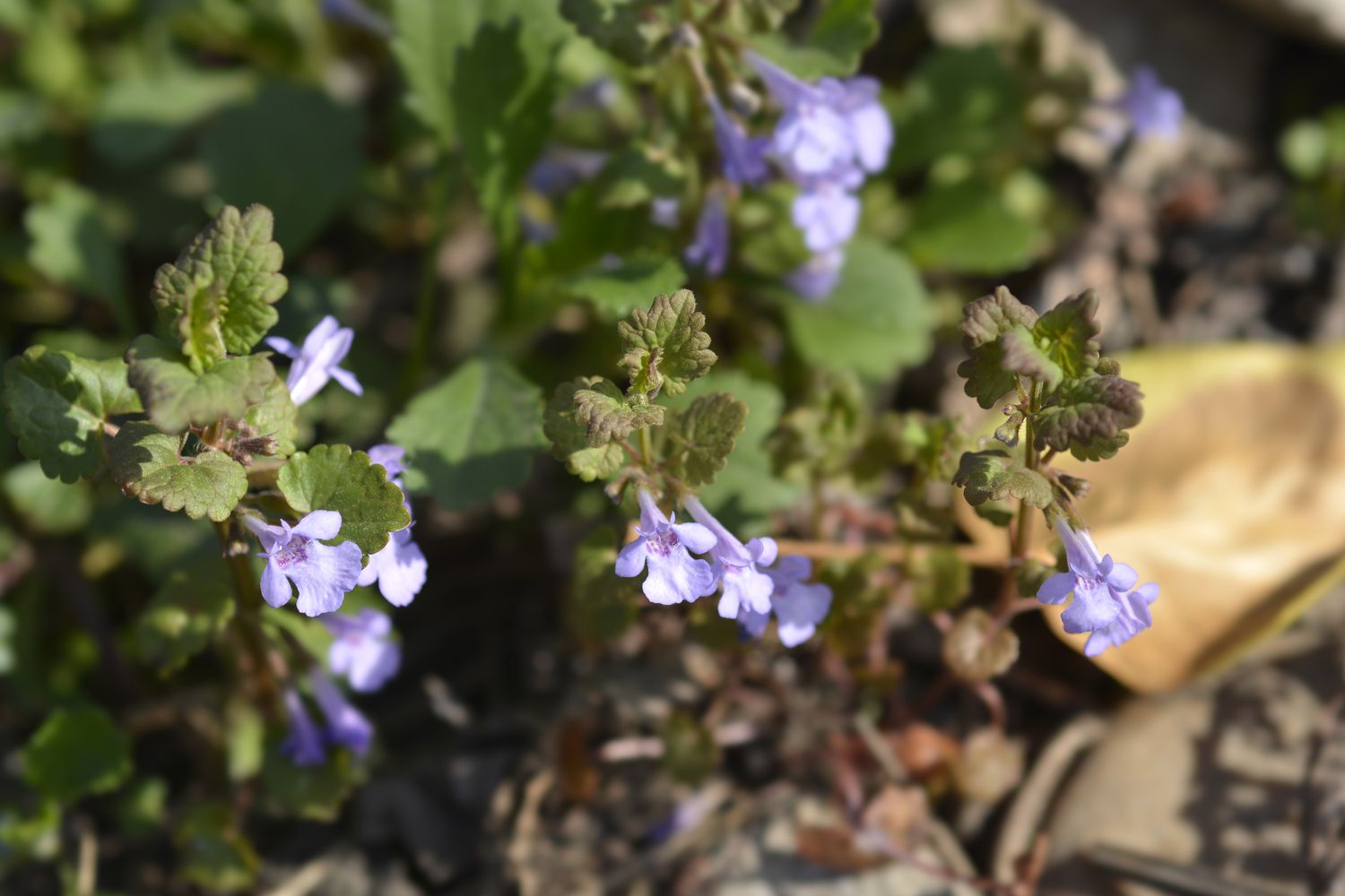ground Ivy