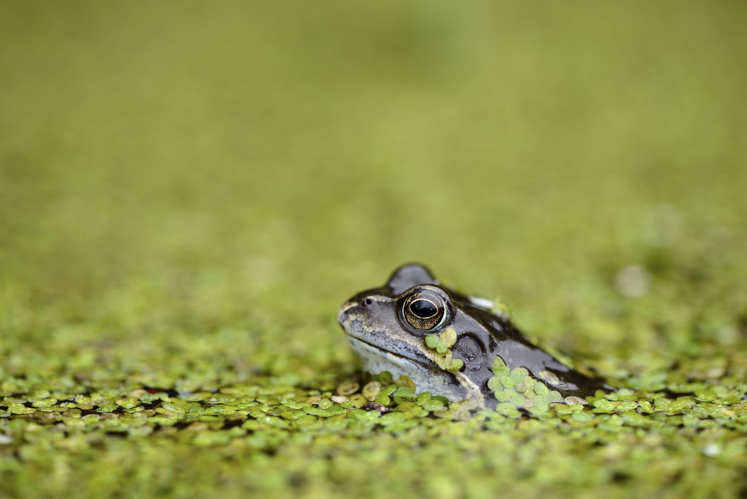 Frog in duckweed