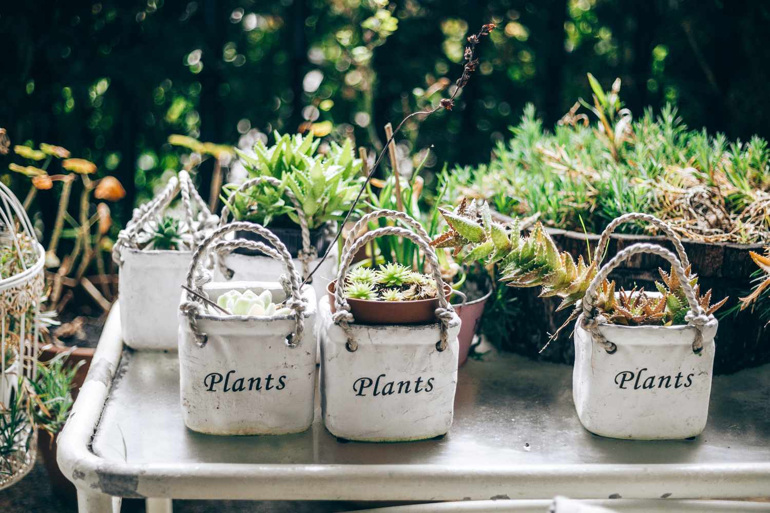 Small potted plants arranged on a table outdoors