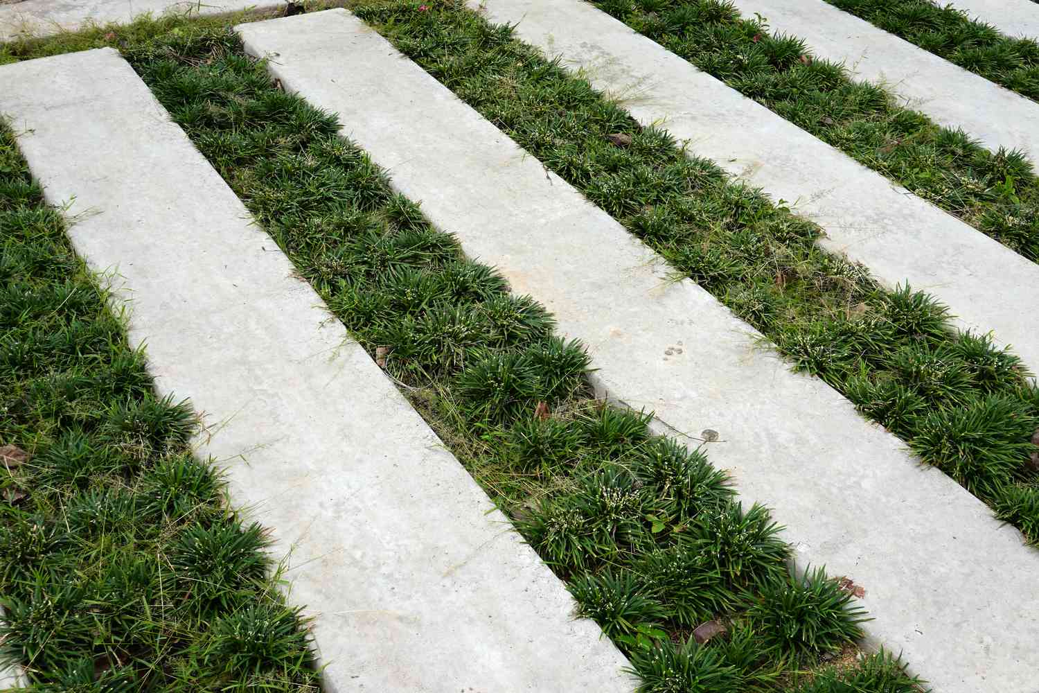 Green leaves plant Mondo Grass Ophiopogon Japonicus plants in nature park.