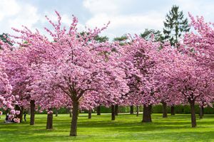 Cherry blossom trees in a park setting with green grass and clear skies featuring several rows of blooming trees
