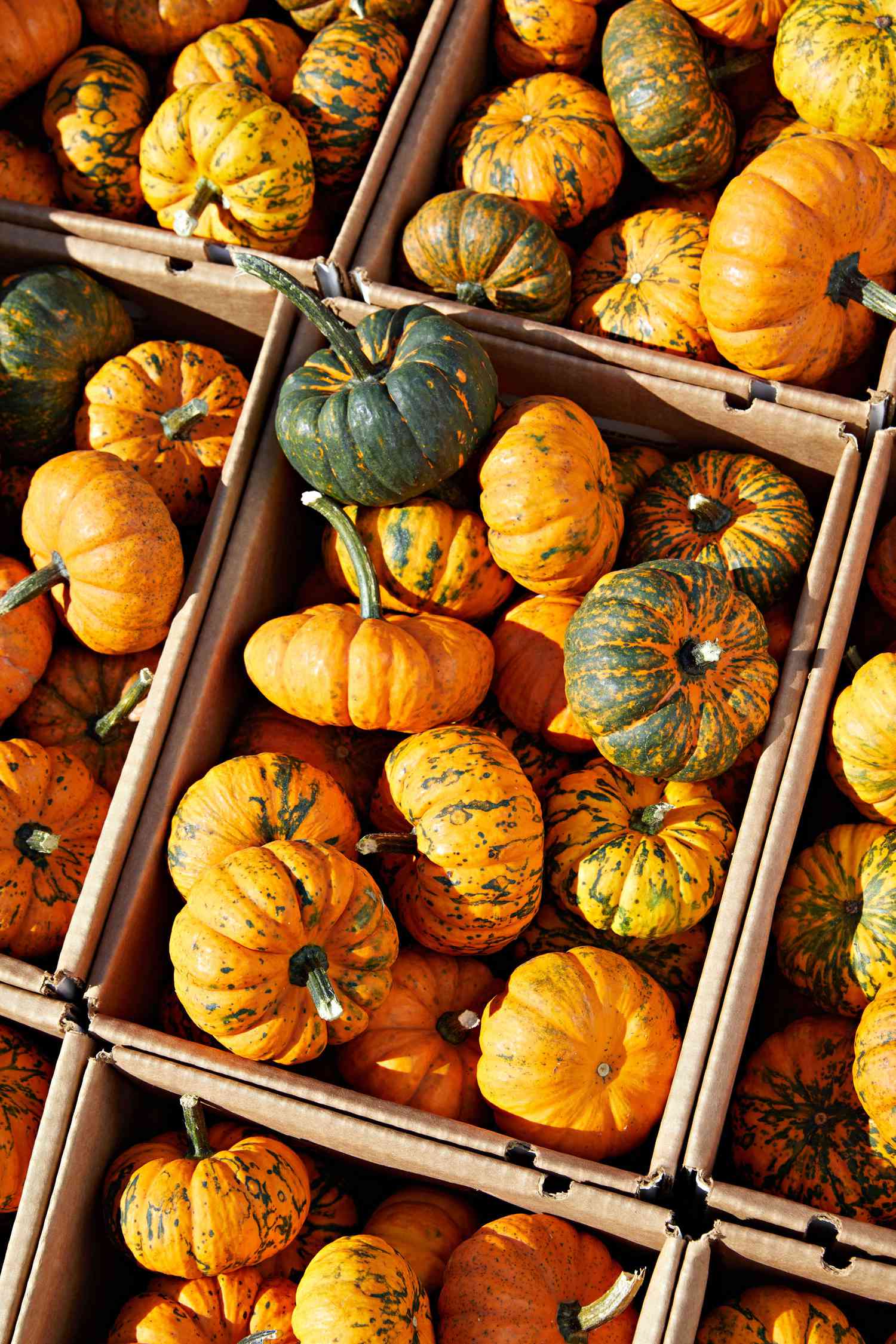 jack-be-little pumpkins