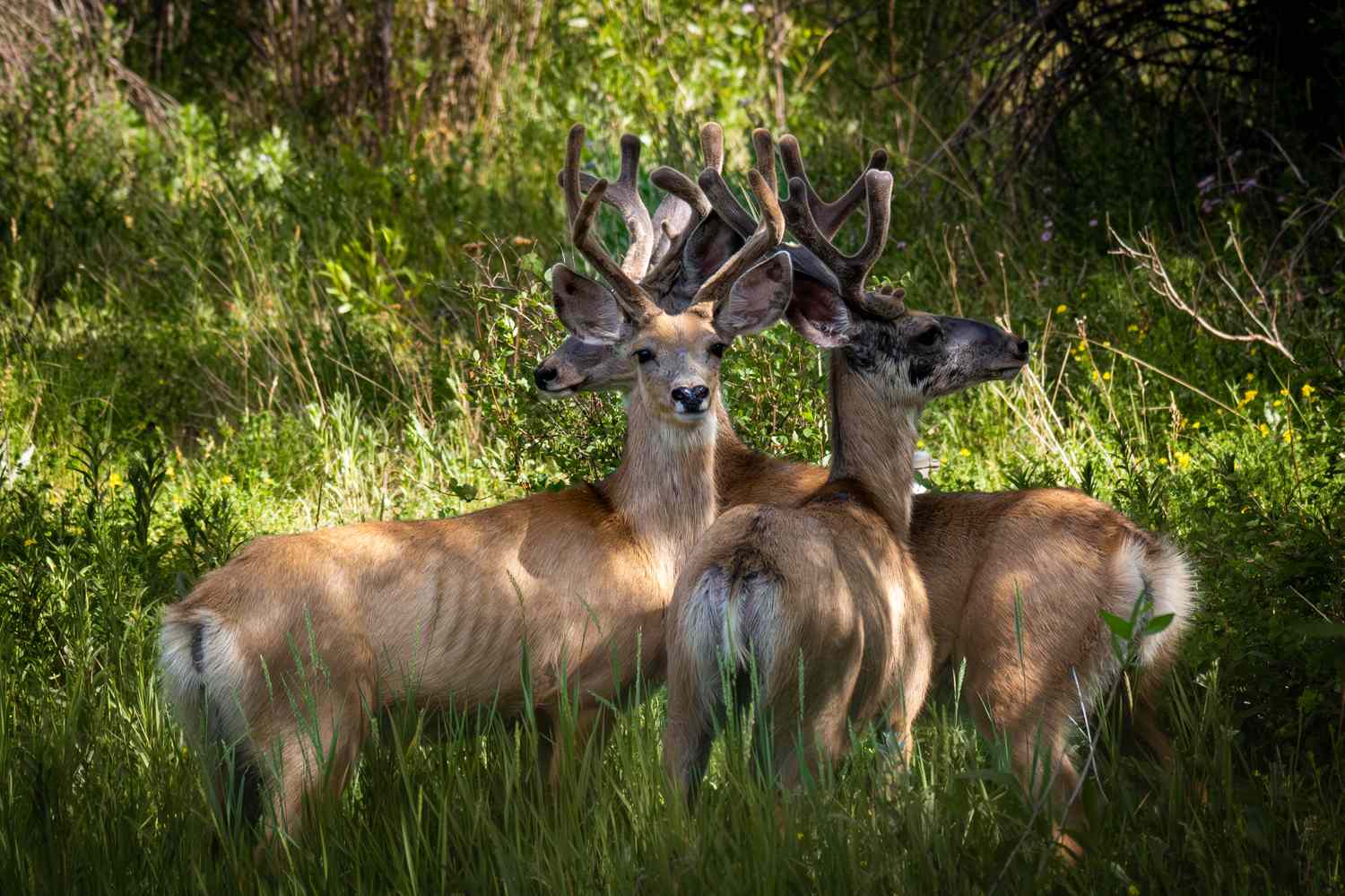 group of deer in forest clearing