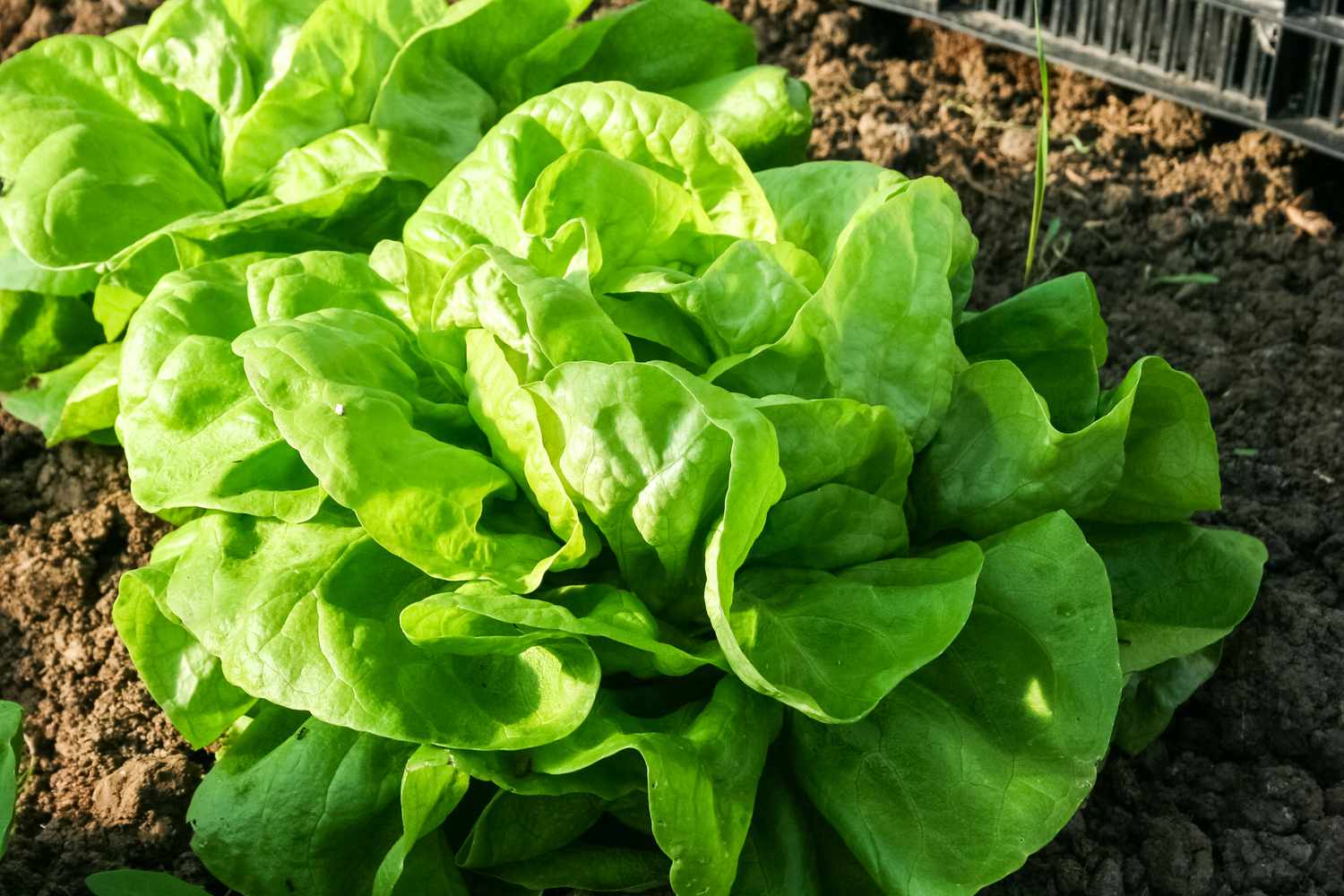 Lettuce growing in garden