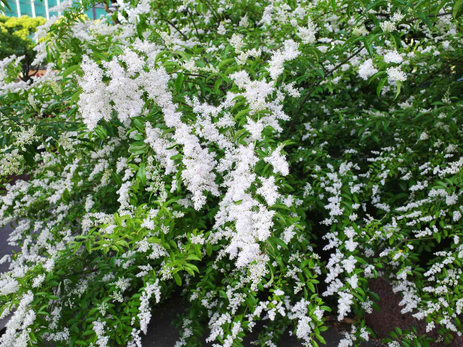 Chinese privet tree