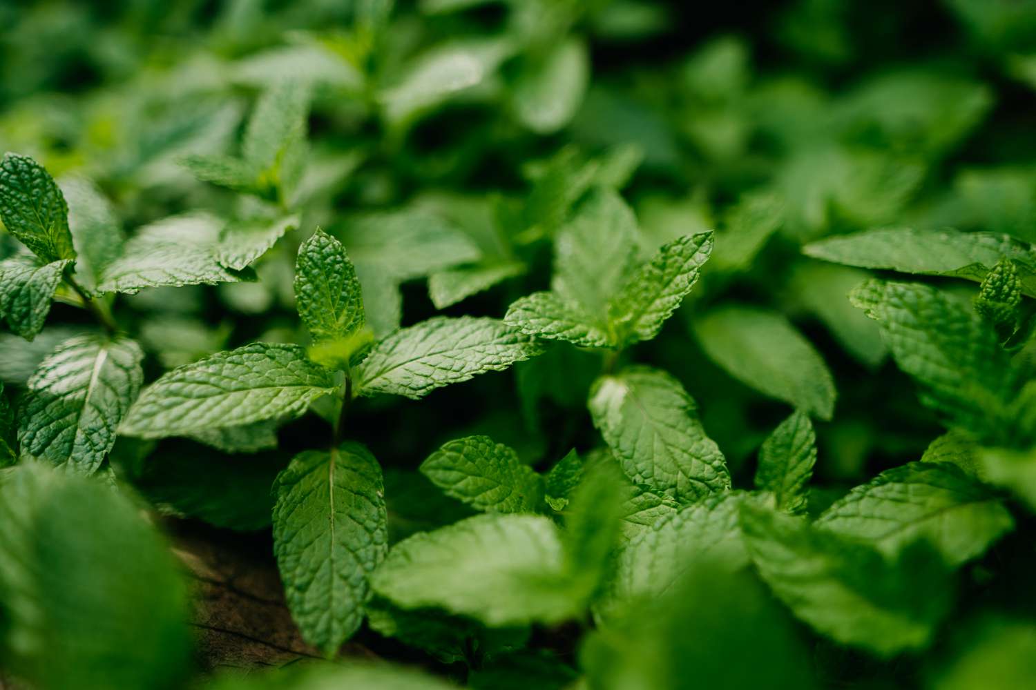 A closeup of many mint leaves in a garden