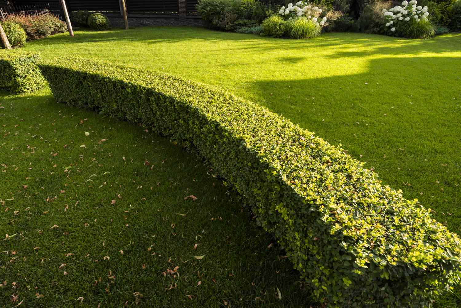 evergreen trimmed geometric bushes in outdoor landscaping