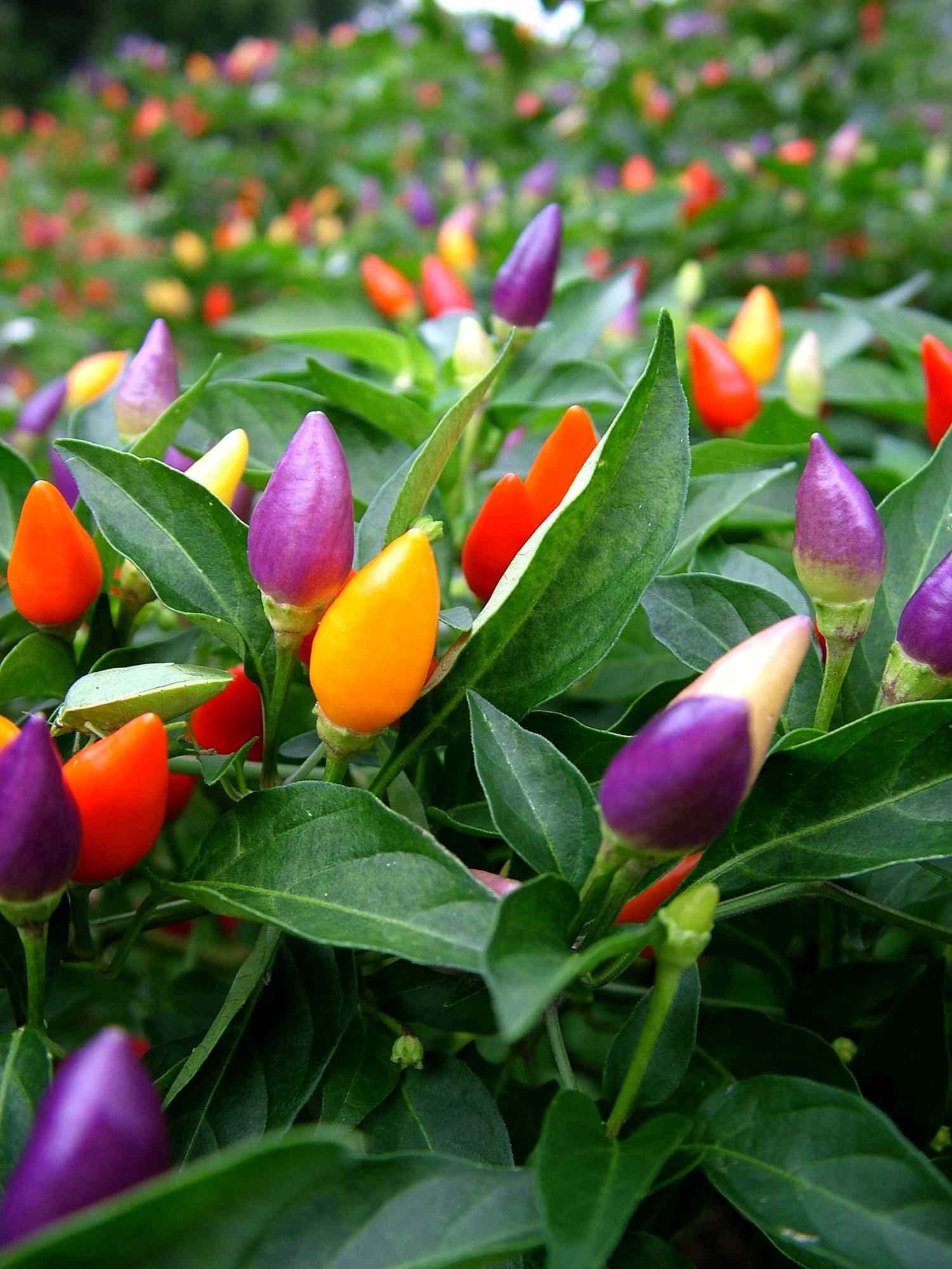 colorful chili peppers of yellow, purple, and orange