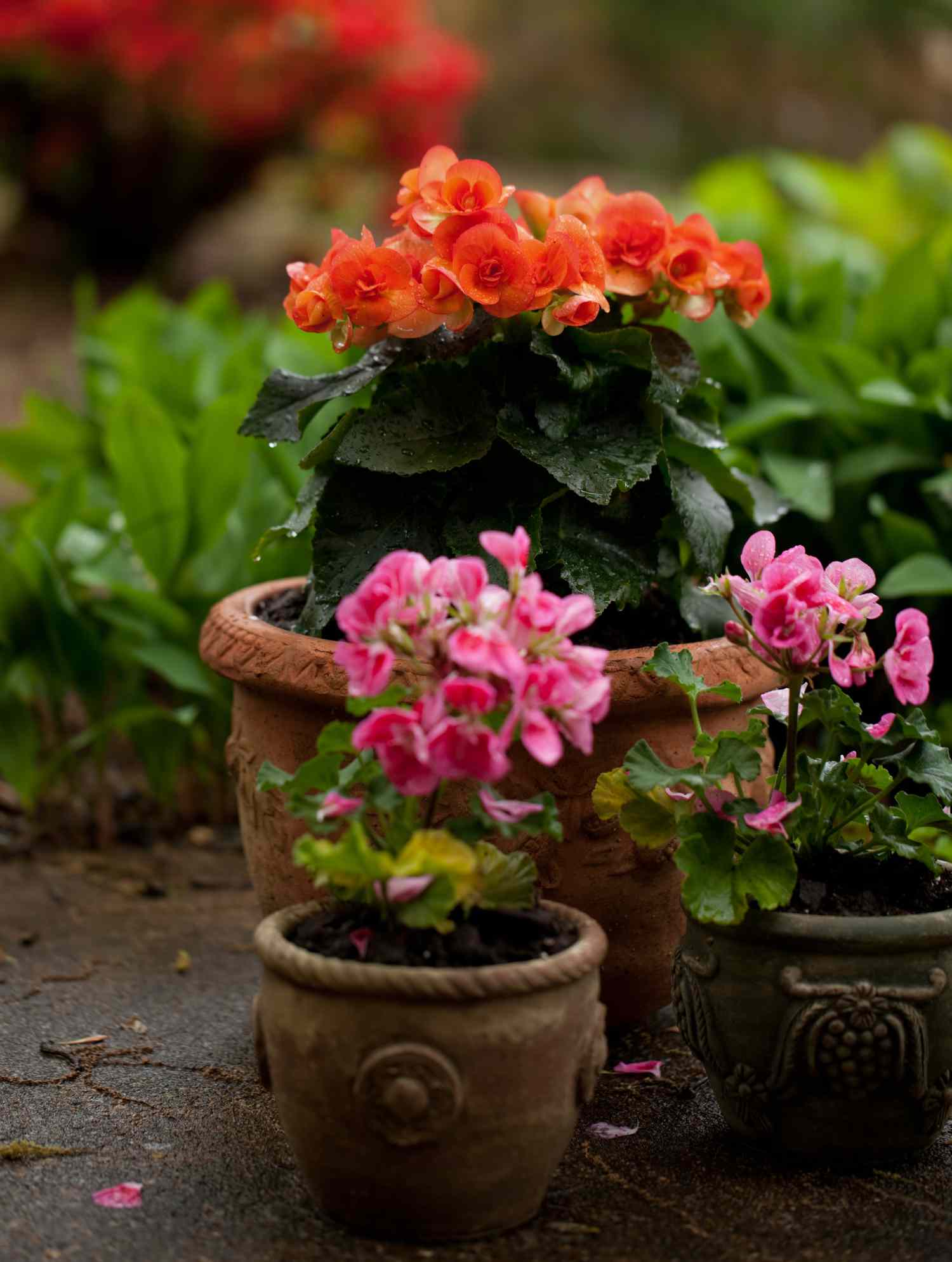 Potted plants in the garden during a rain. Begonias and geraniums.