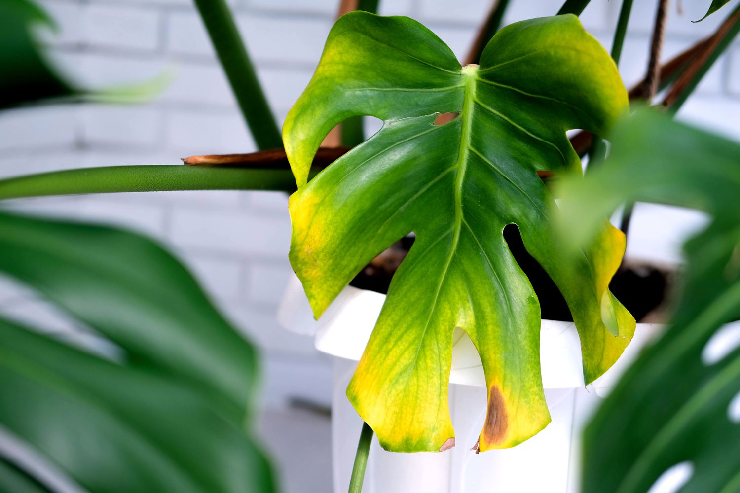 yellow monstera houseplant leaf 