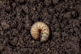 A white grub curled up in soil