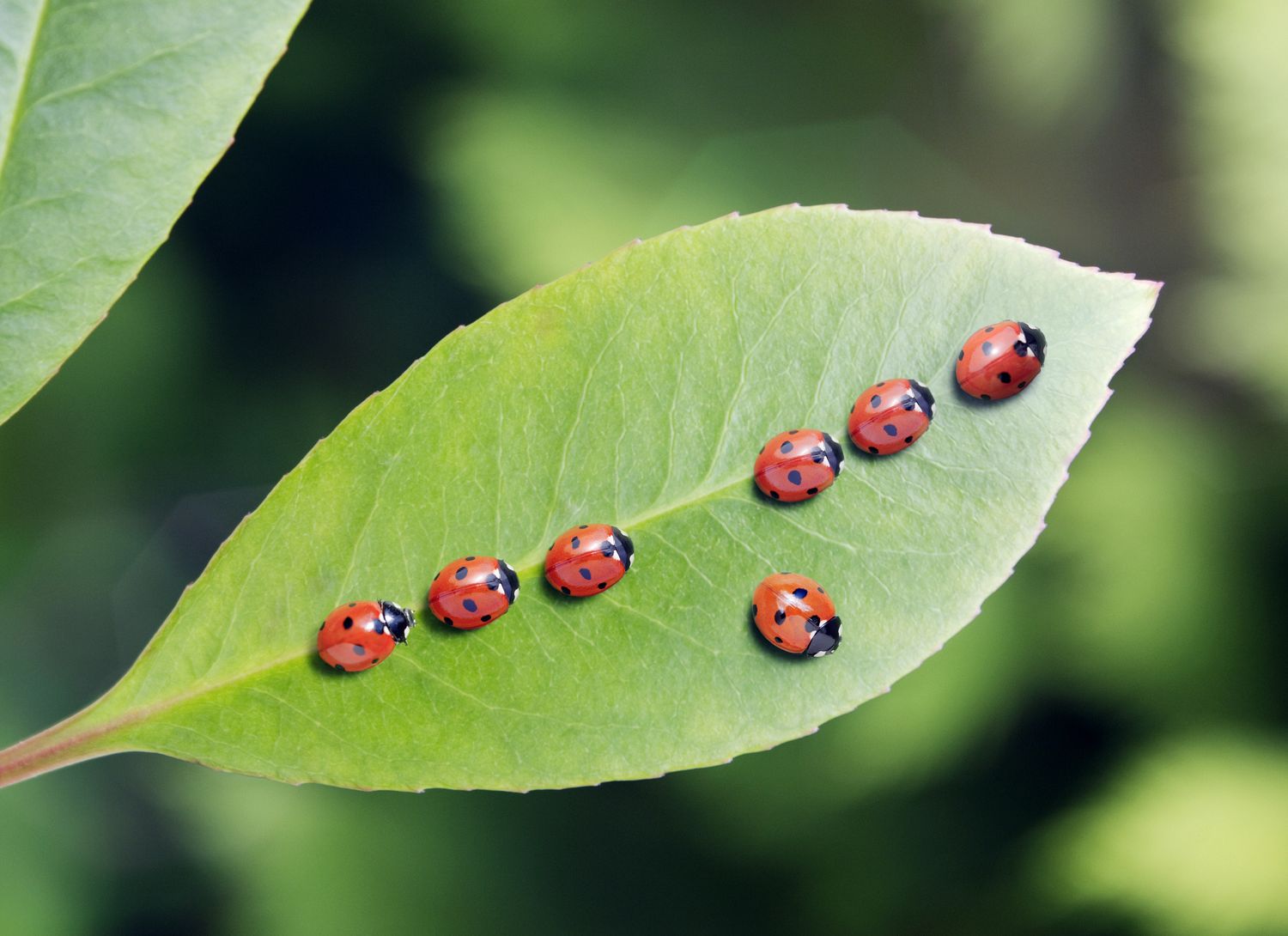 multiple ladybugs on a leaf