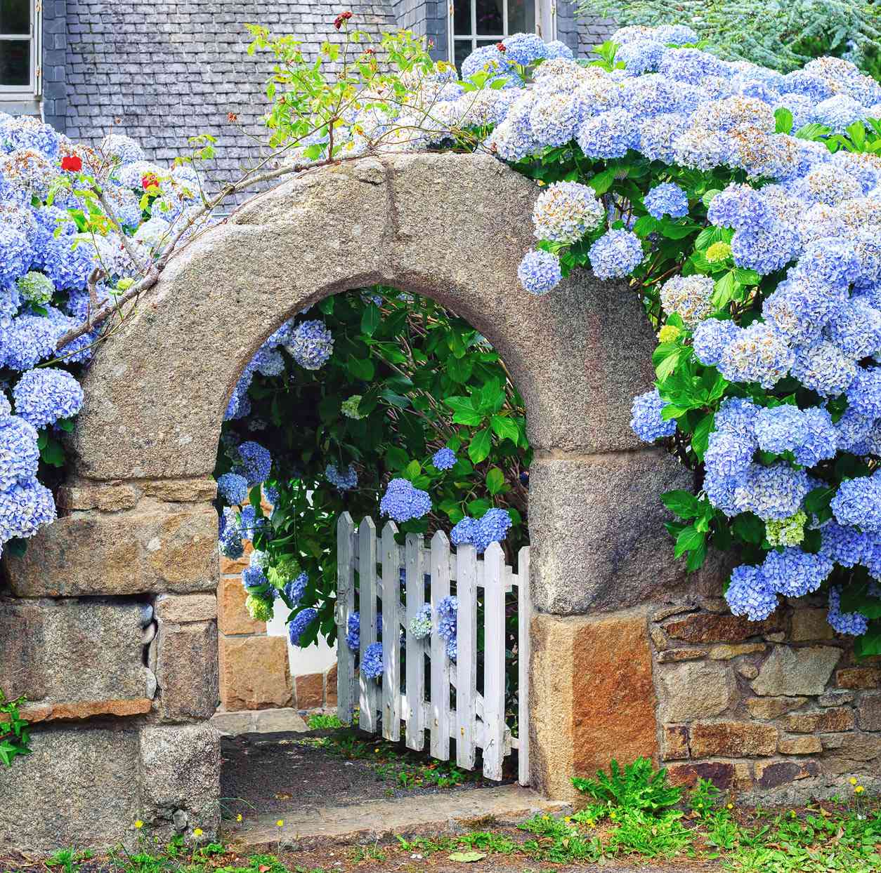 blue hydrangeas surrounding gate