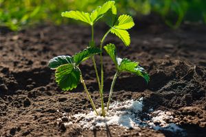 A small plant in soil with fertilizer visible around its base