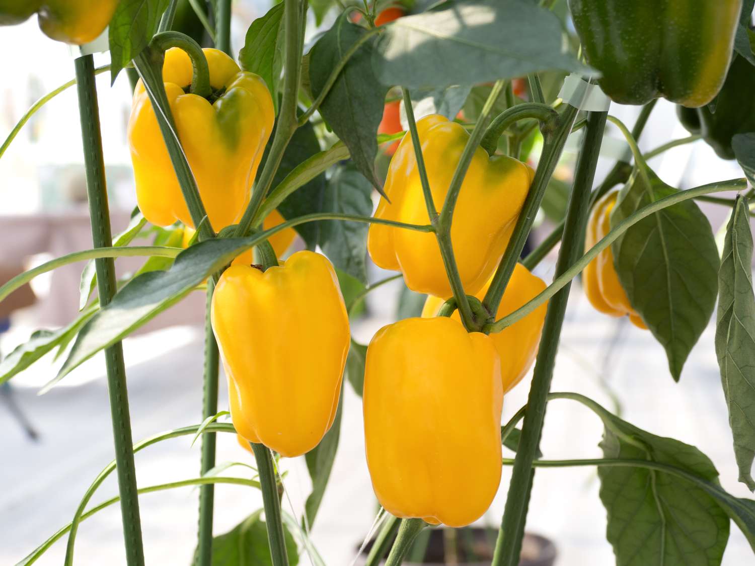 Yellow bell peppers growing on plants