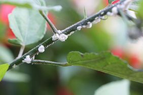 Closeup of a plant stem infested with mealybugs visible as small white cottony clusters