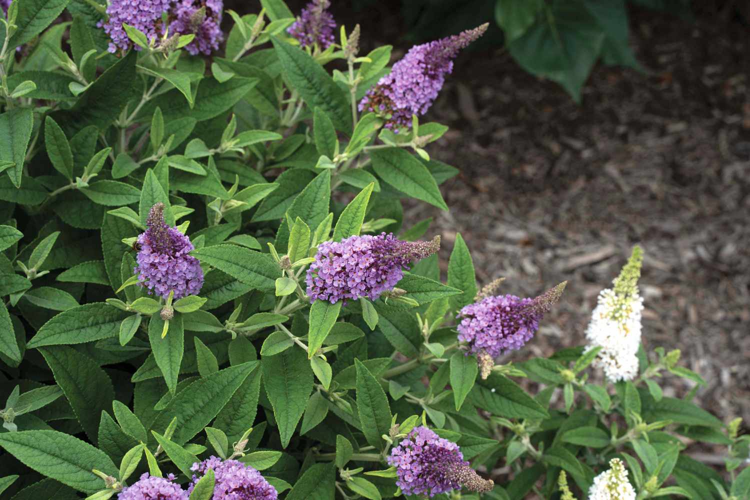 Butterfly bush