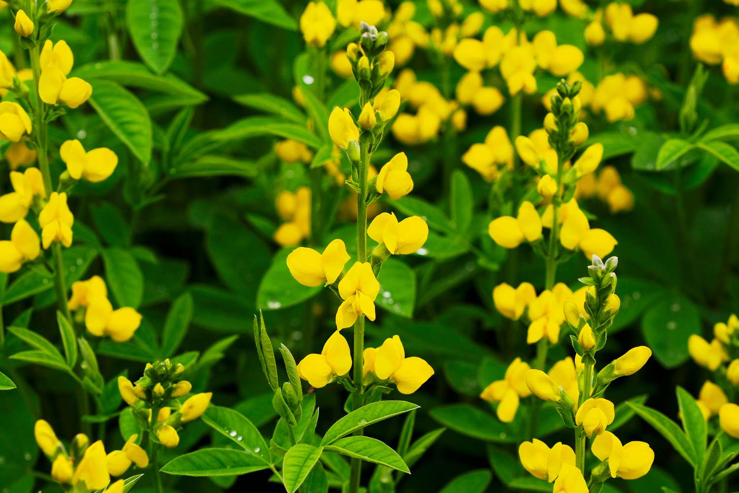 False Indigo