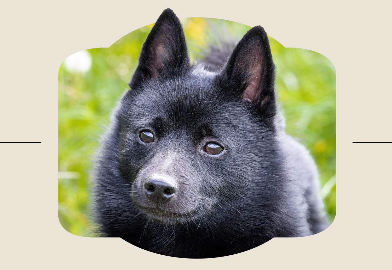 Schipperke Dog