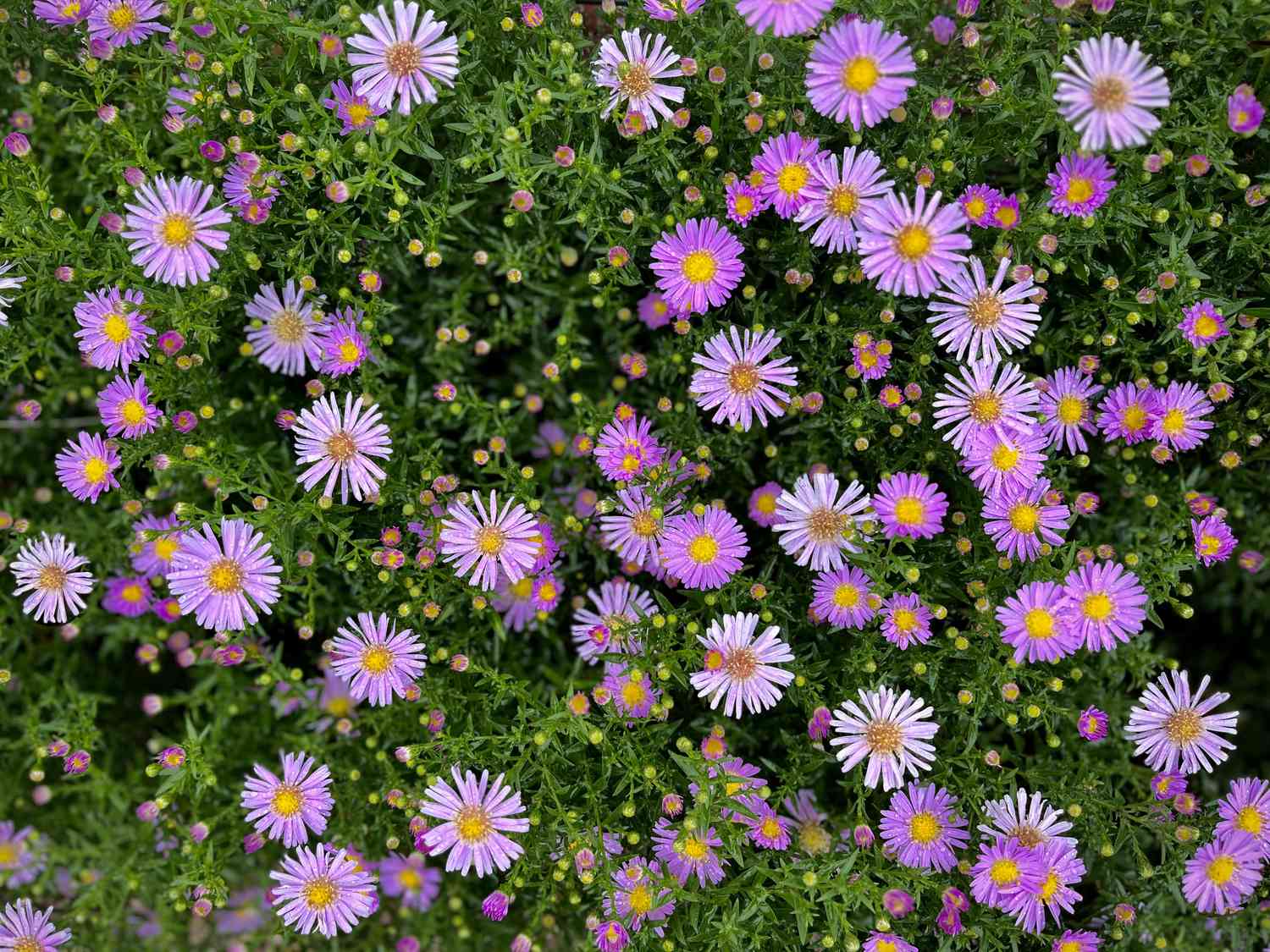 Asters in purple covering a field