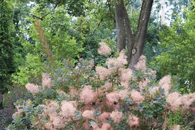 smokebush-012-d111418.jpg