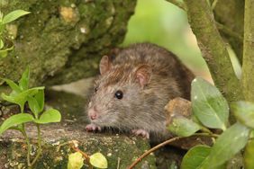 rat in the garden
