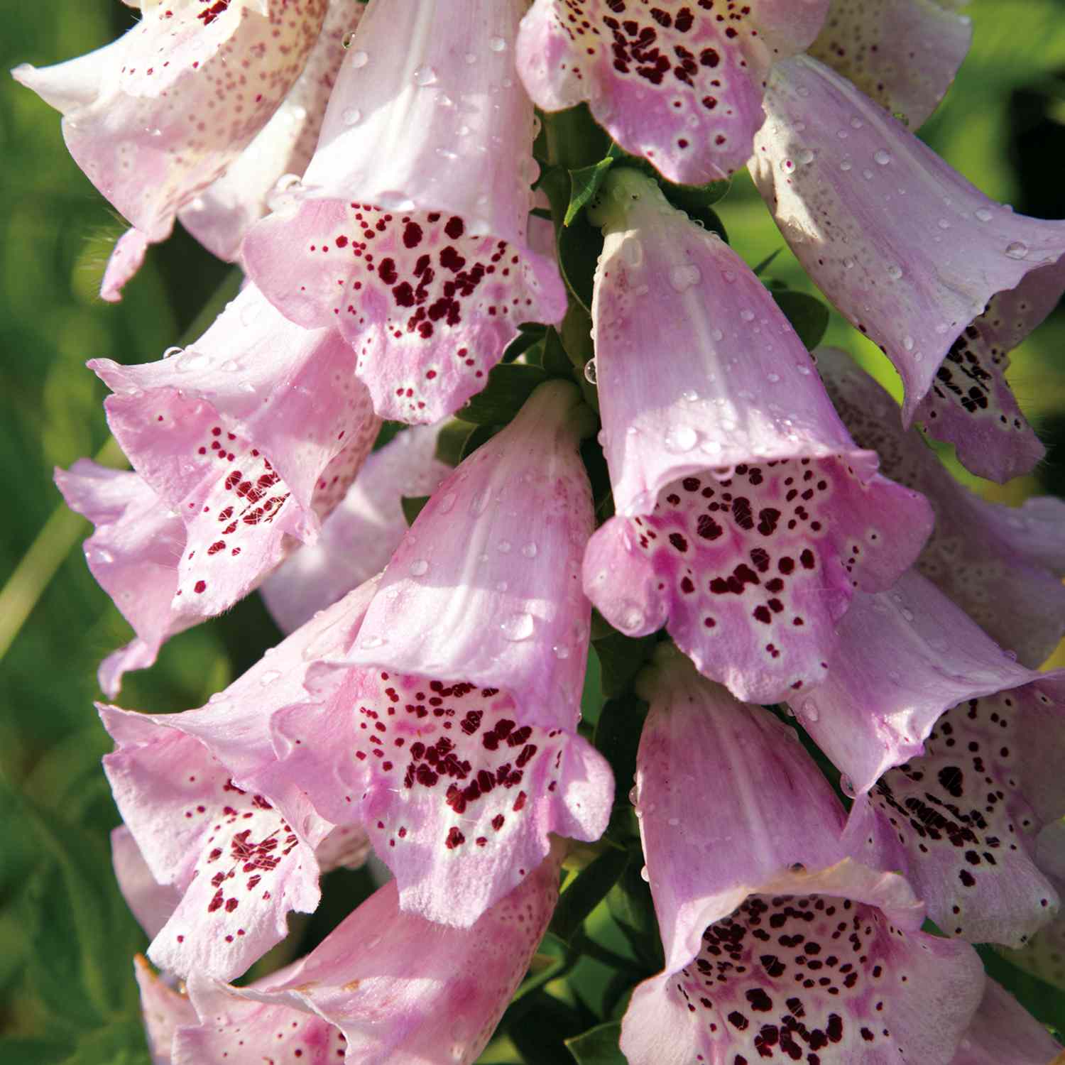 close up of foxglove pink flowers