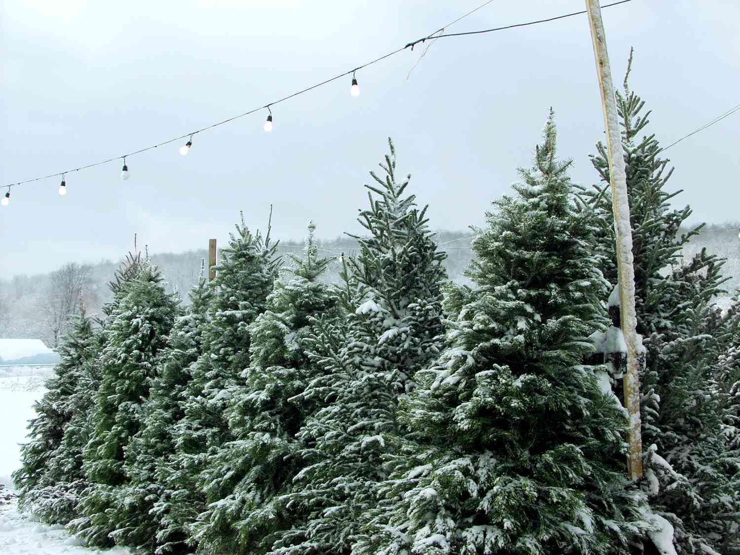 snow frosted pine trees in the winter