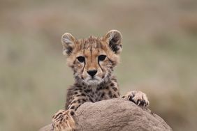 A cheetah cub resting on a rock looking forward