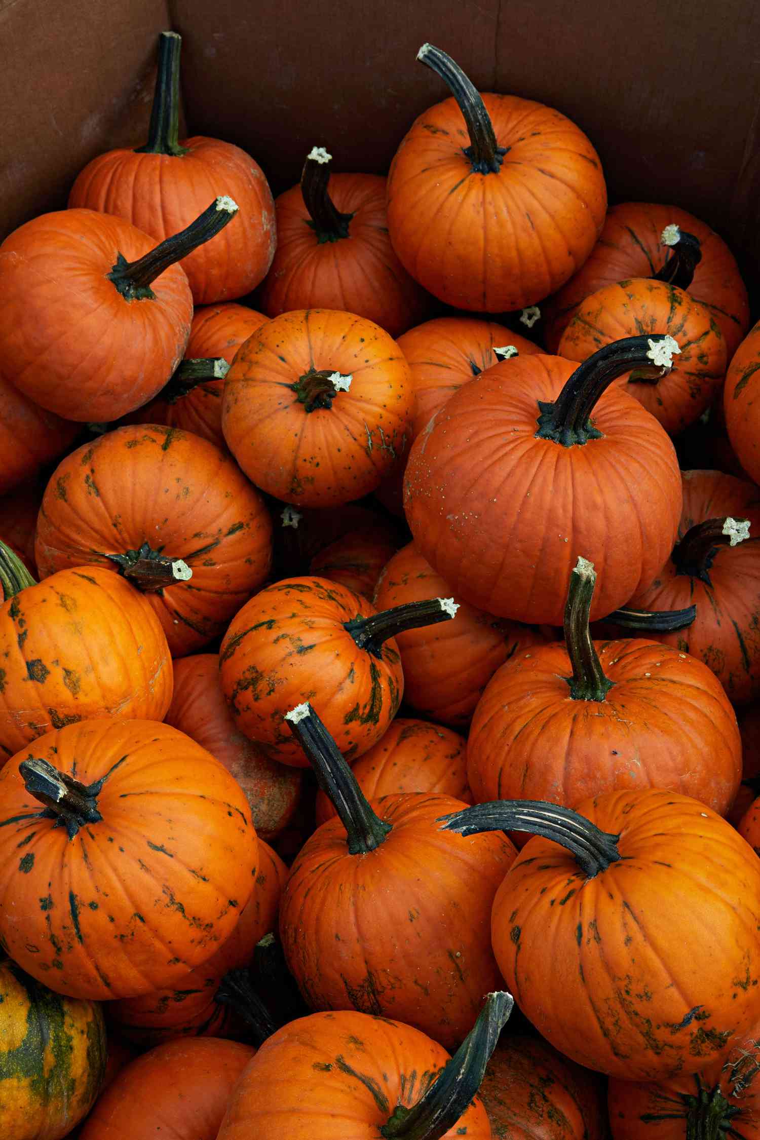 field trip F1 hybrid pumpkins