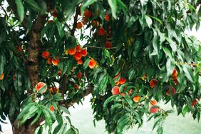 peach tree branches with fruit