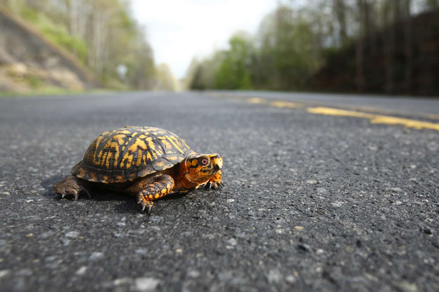 Easter box turtle crossing a paved road 