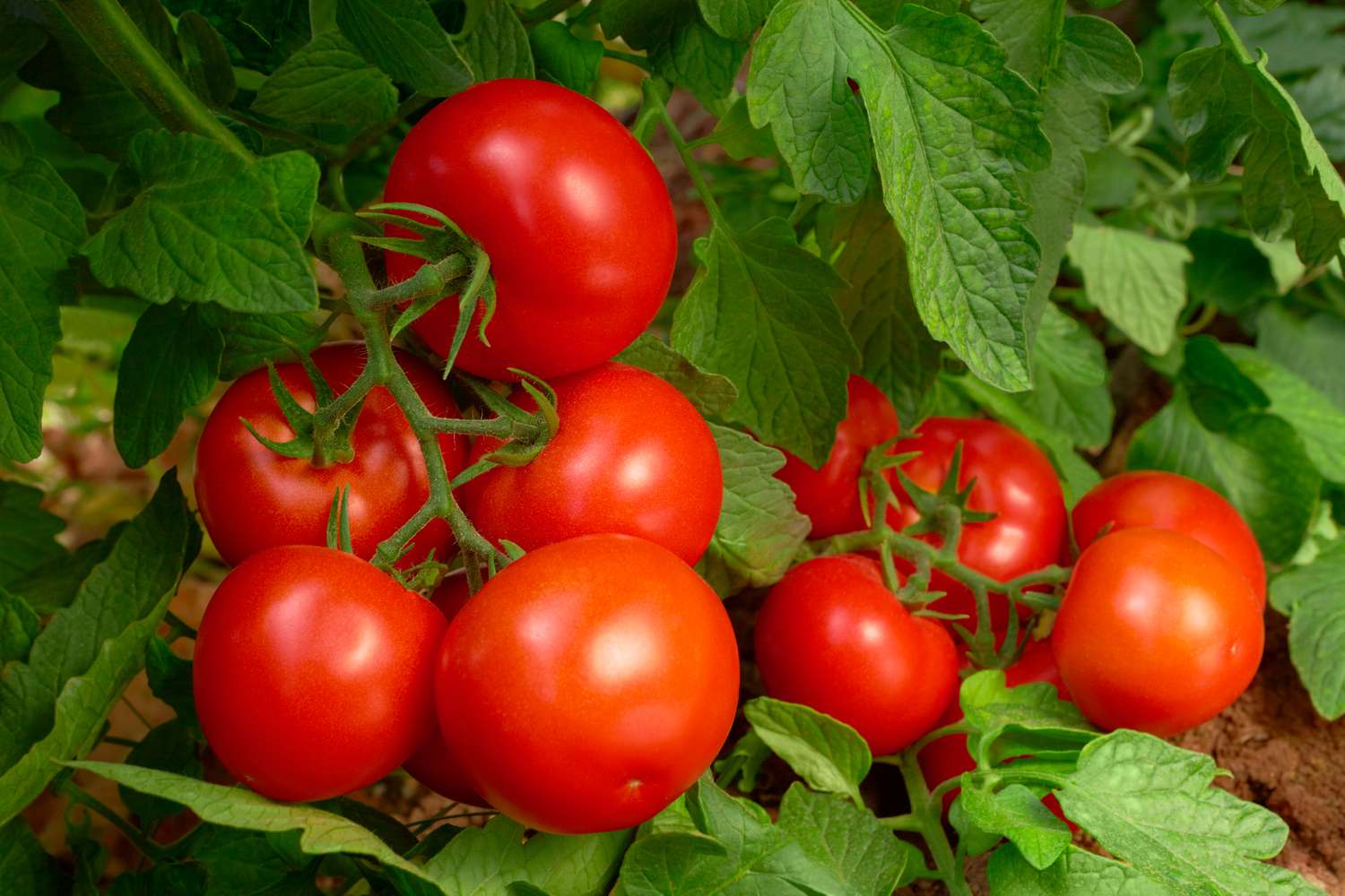 Cluster of ripe tomatoes on a vine with green foliage