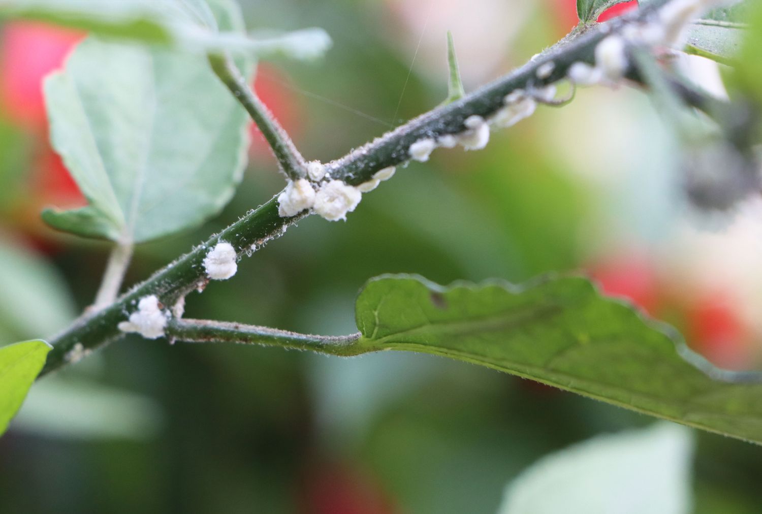 Closeup of a plant stem infested with mealybugs visible as small white cottony clusters