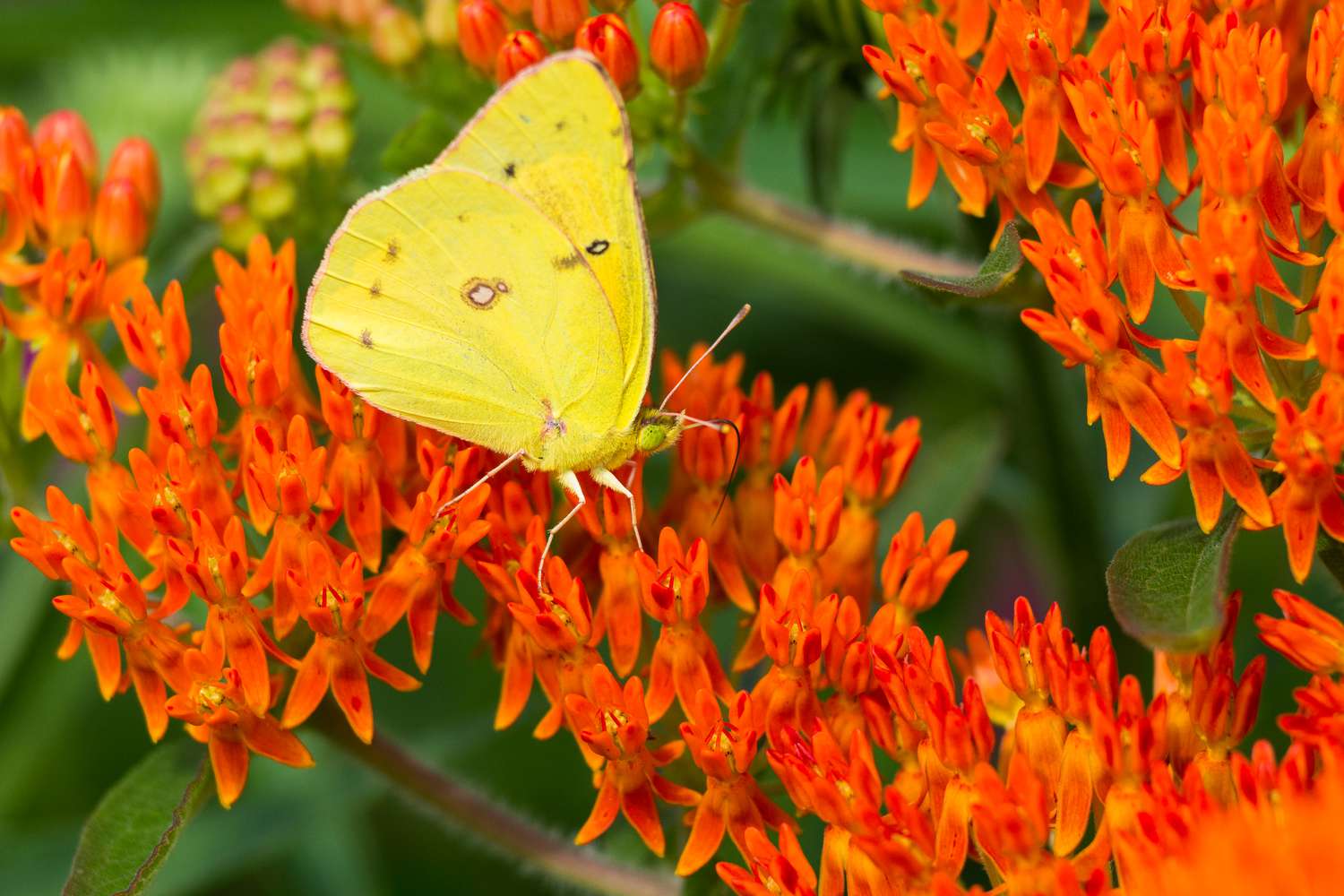Butterfly weed