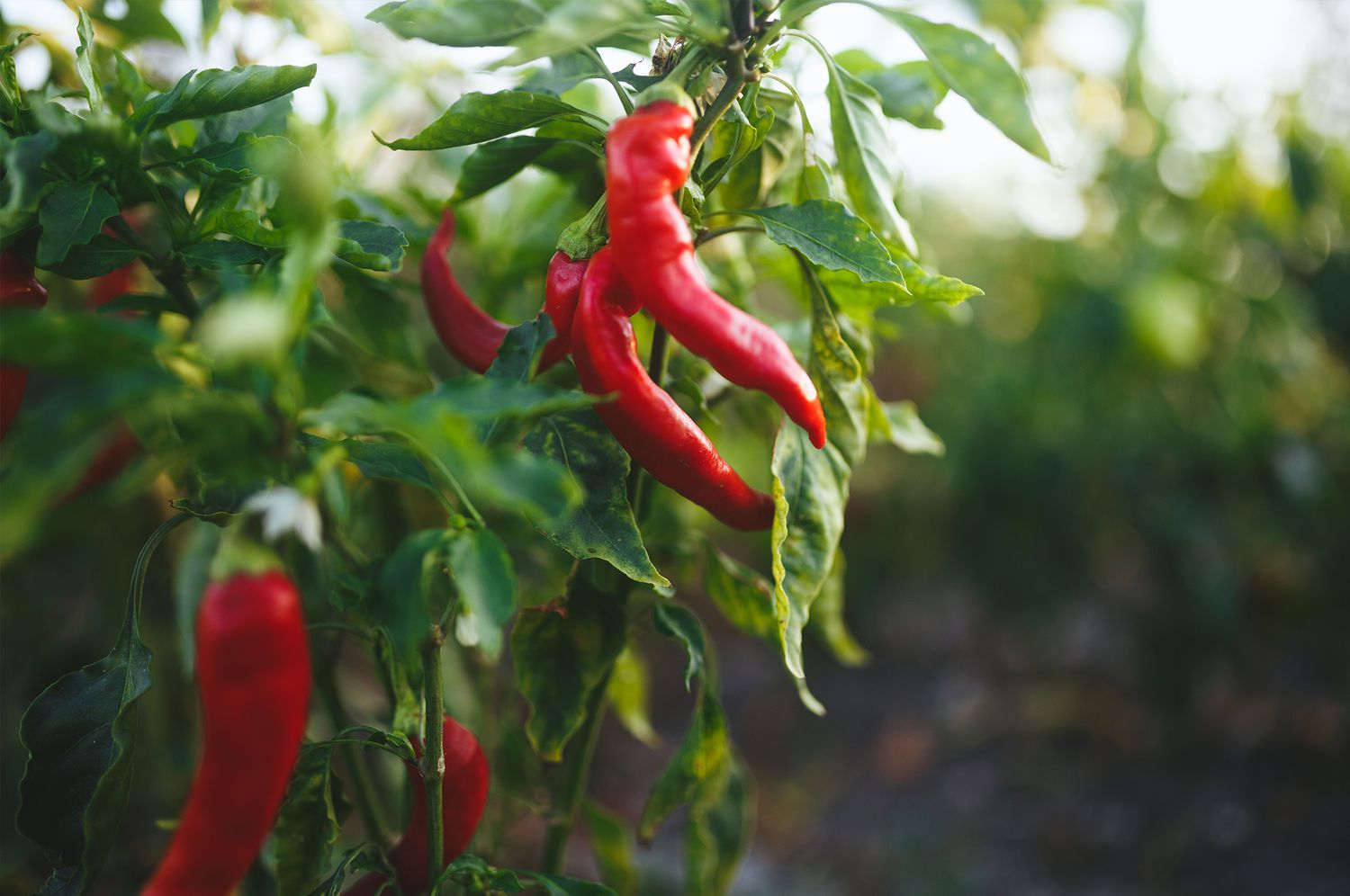 hot peppers growing in garden