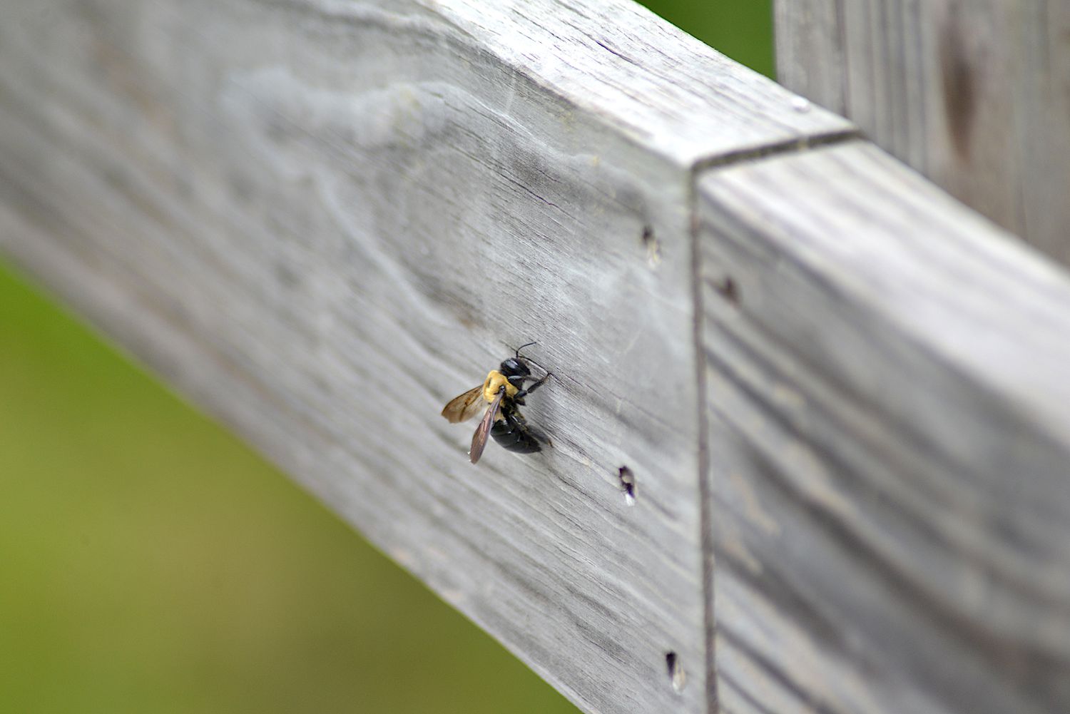Carpenter bee