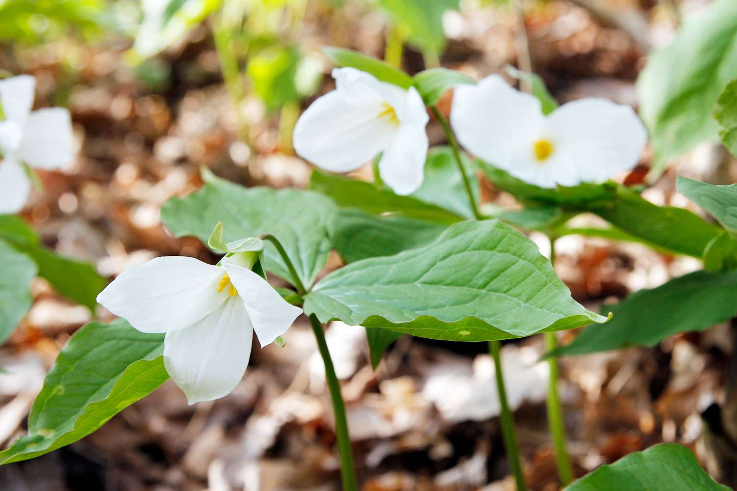 White trillium