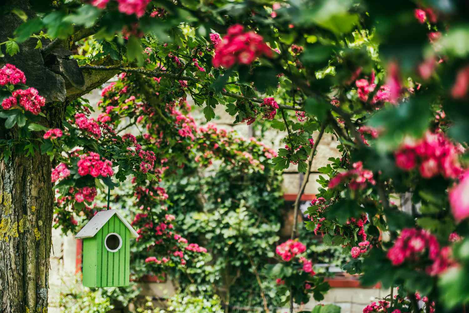 Birdhouse in garden