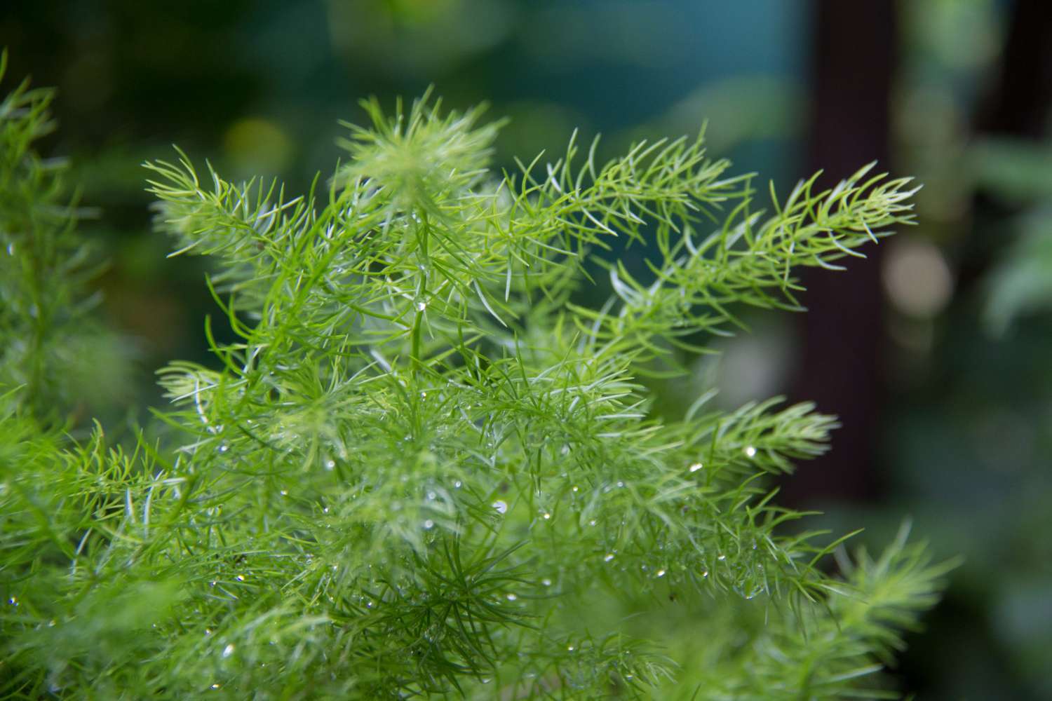 close up of foxtail fern