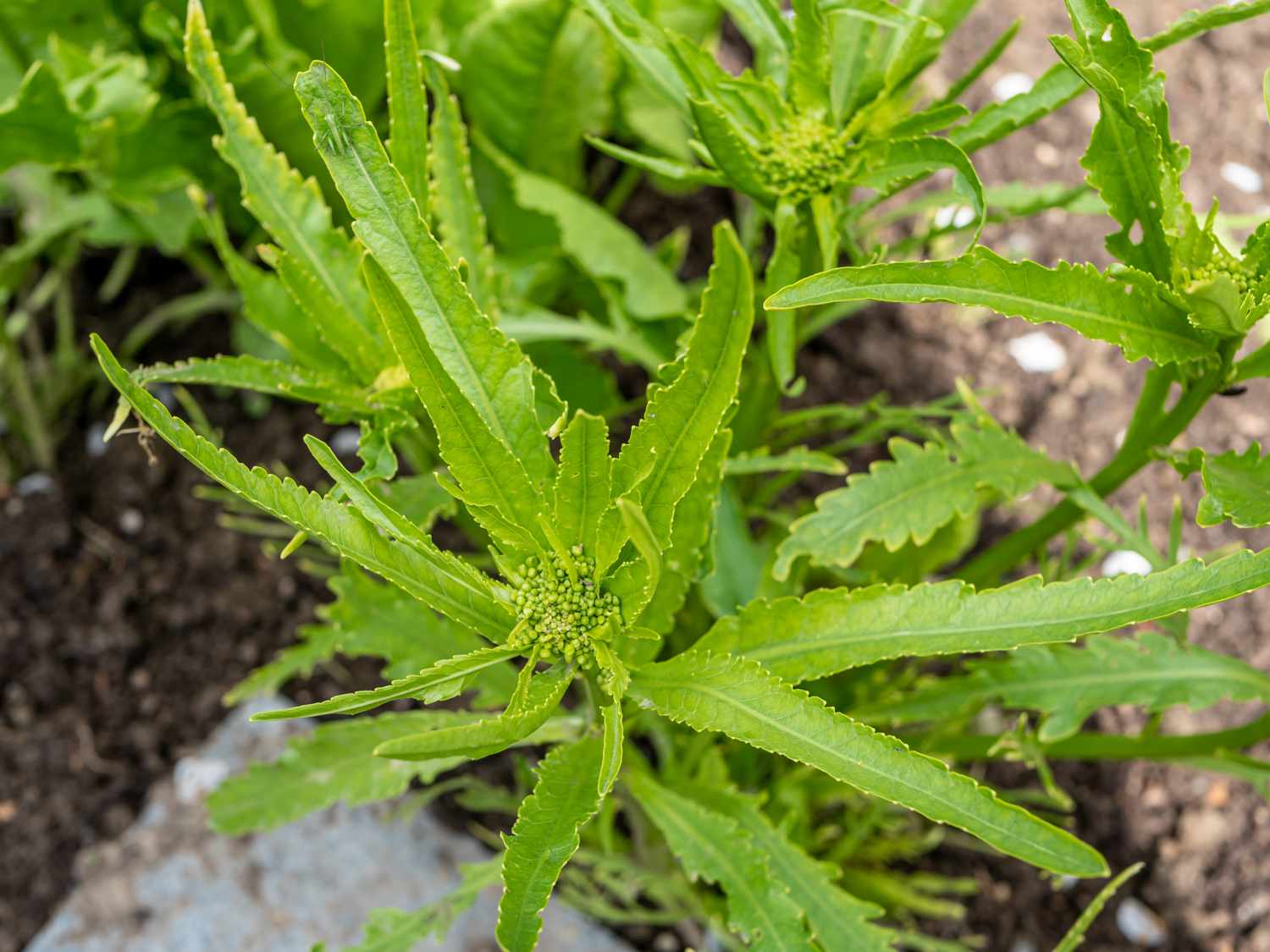 Horseradish in garden