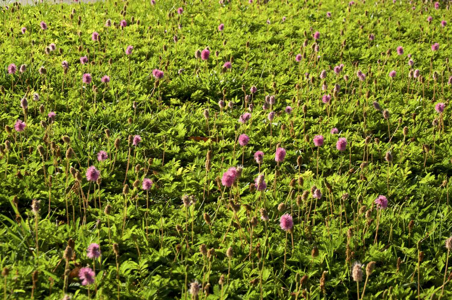 A field of green grass and pink wildflowers in bloom