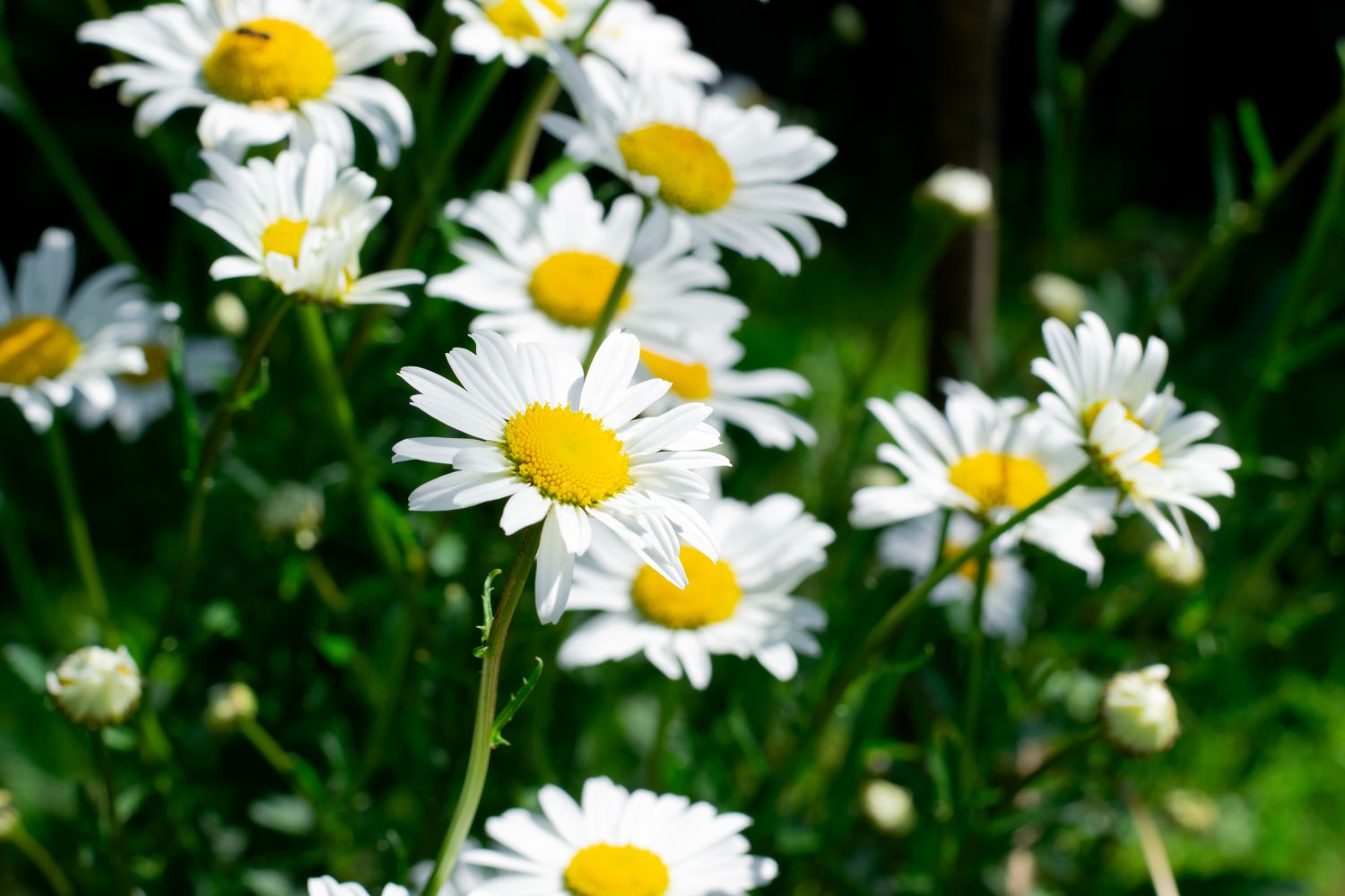 white daisies in a field 