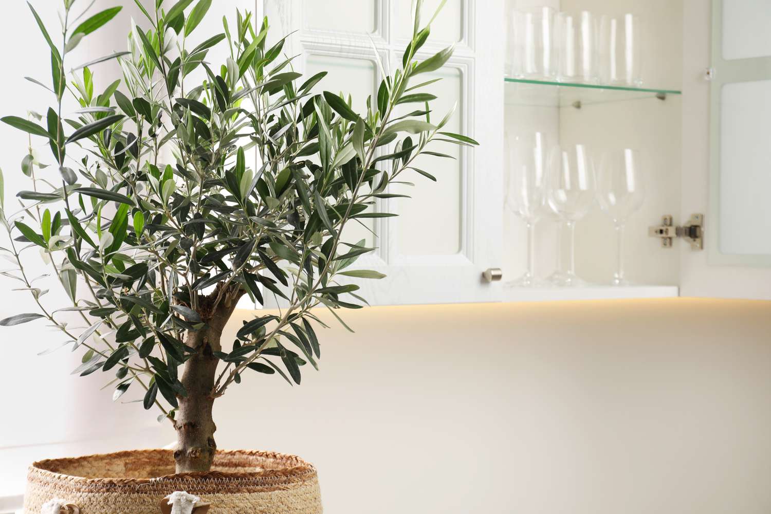 mediterranean olive tree