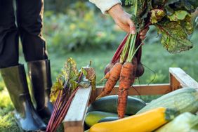 A person harvesting vegetables holding carrots and beetroots near a wooden crate with zucchini and squash