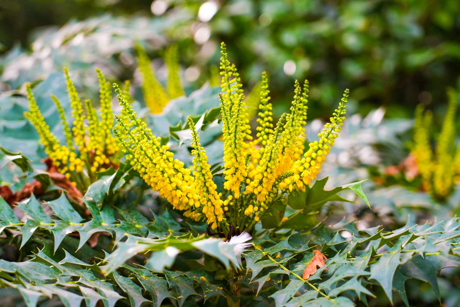 Mahonia