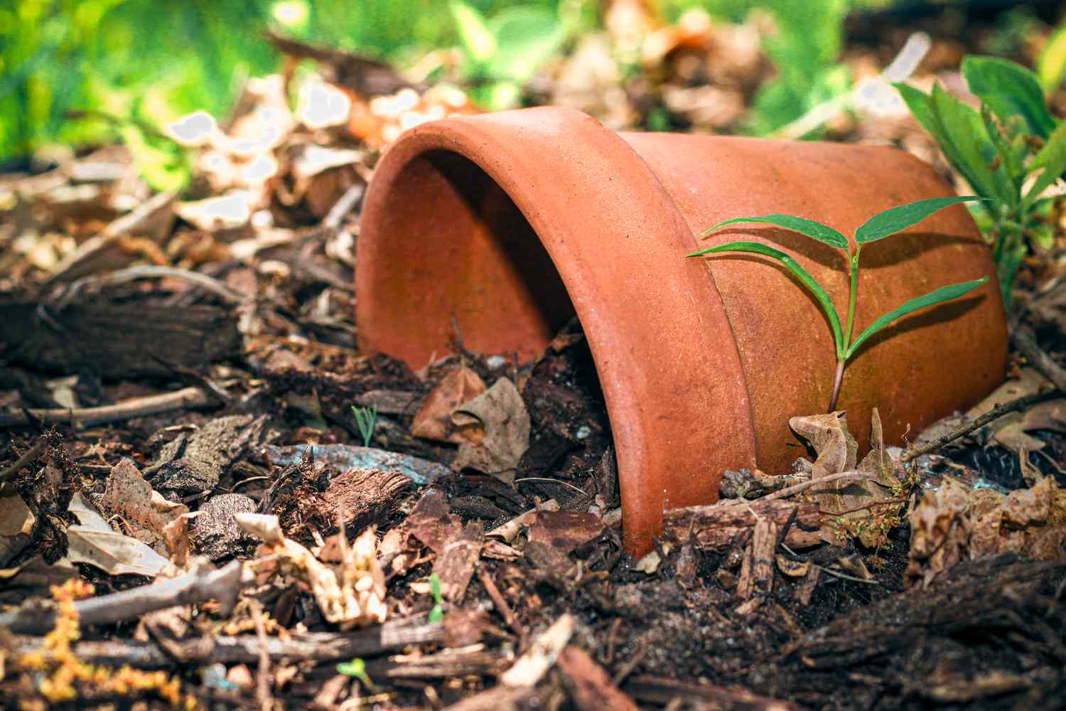 A terracotta pot tipped over on dirt with a small sprout growing nearby surroundings include mulch and greenery